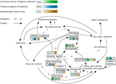 Root and rhizosphere traits for enhanced water and nutrients uptake efficiency in dynamic environments